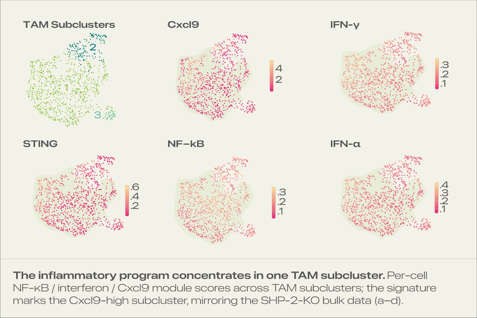 TAM subcluster module scores